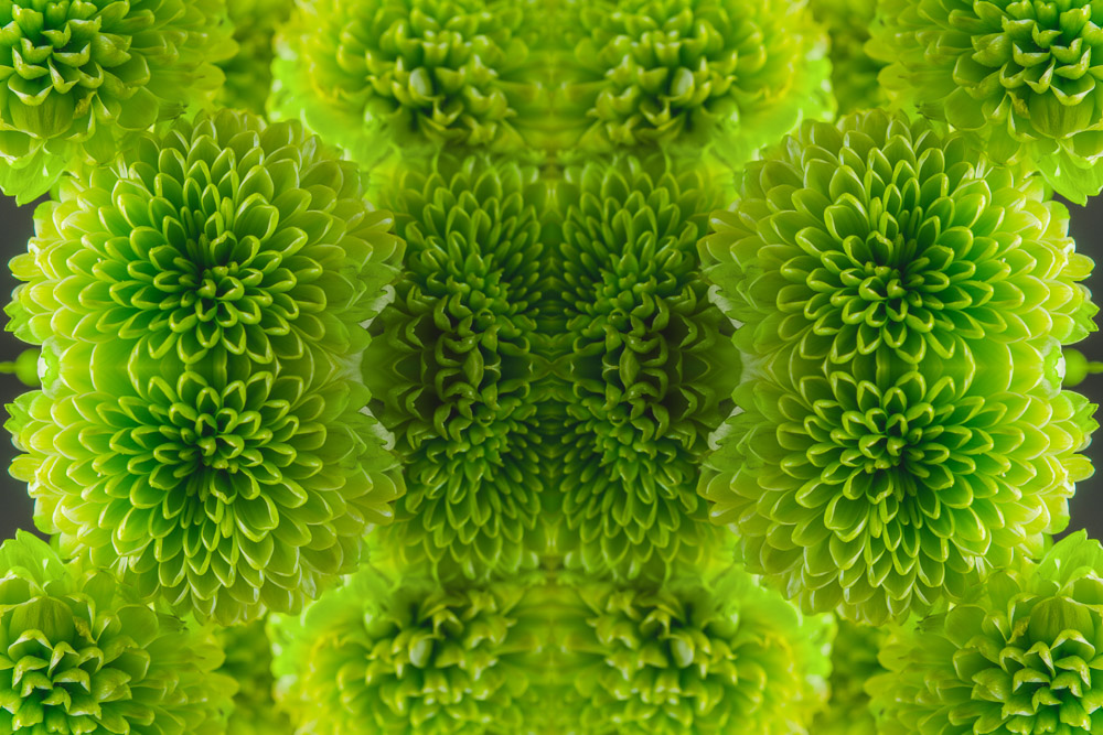 NydiaLilian_NatureSymmetry_04