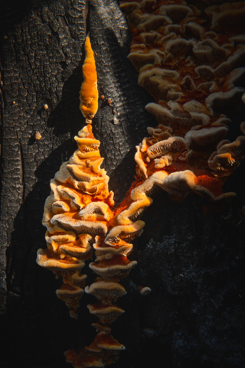 NydiaLilian_NLC9287-1-copy