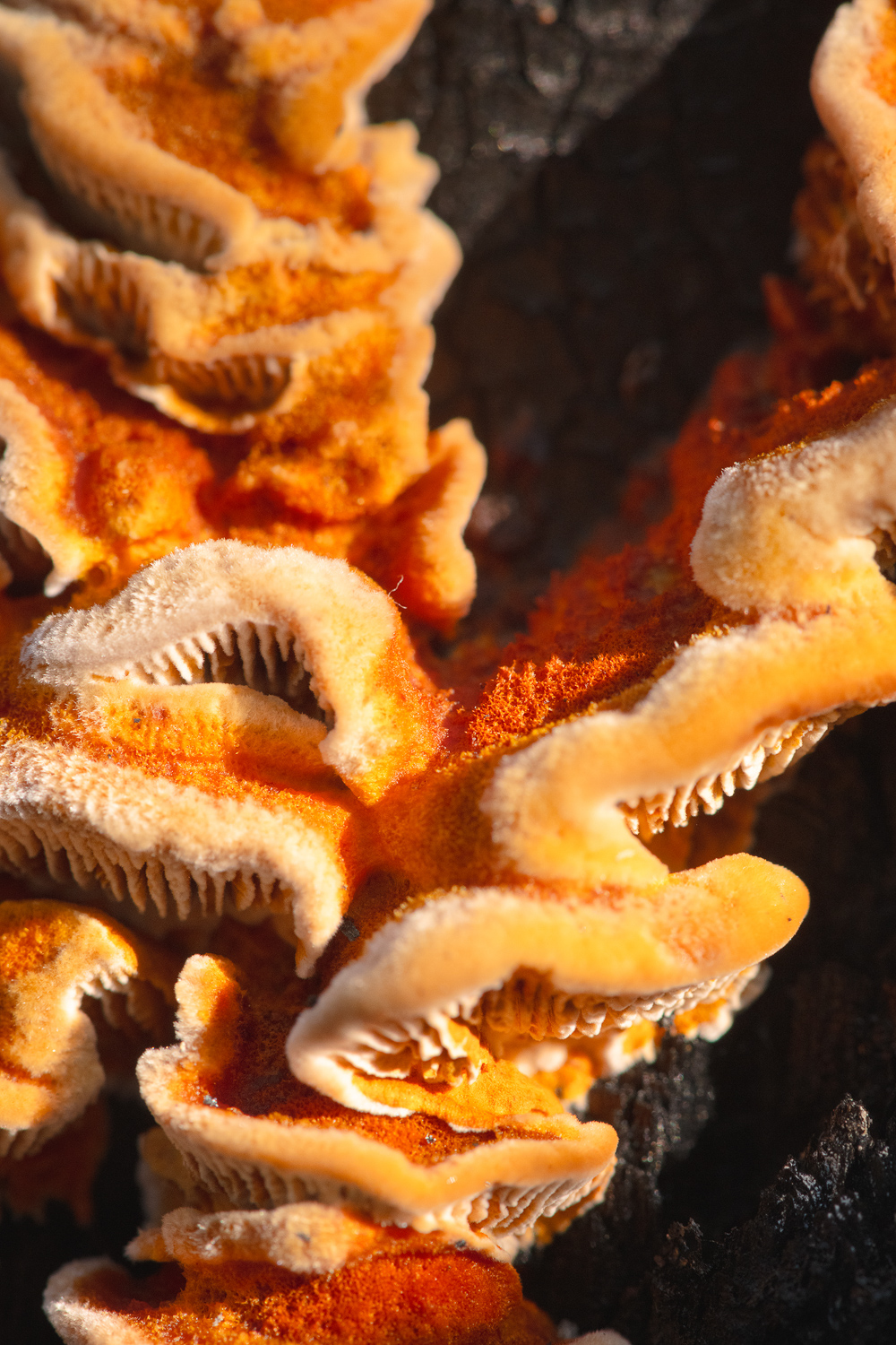 NydiaLilian_NLC9313-1-copy