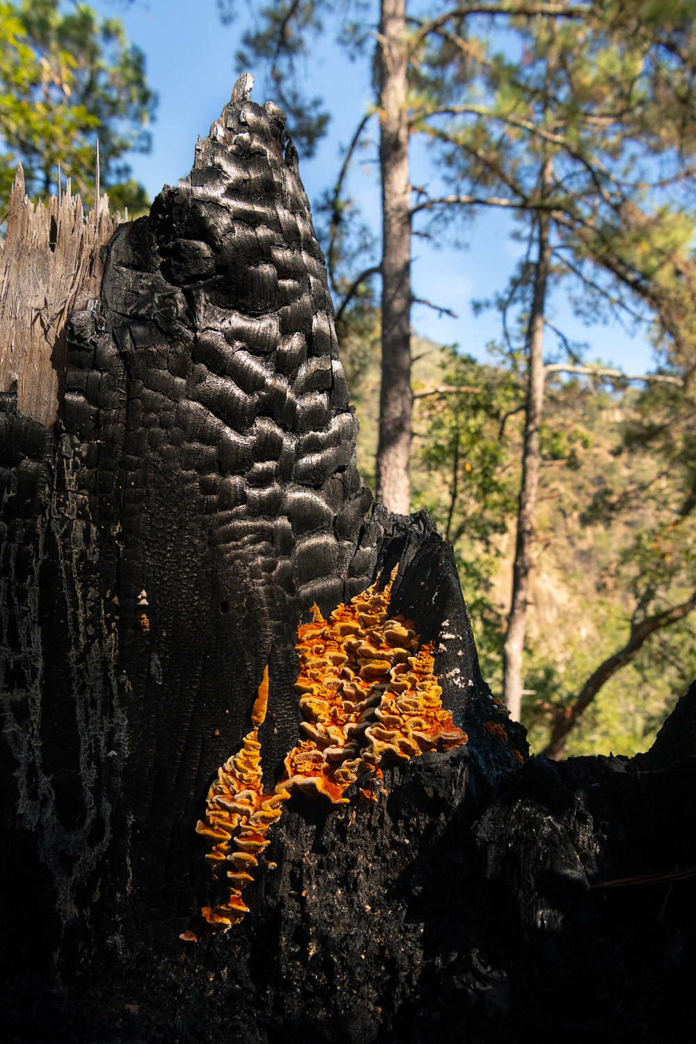 NydiaLilian_NLC9390-1-copy