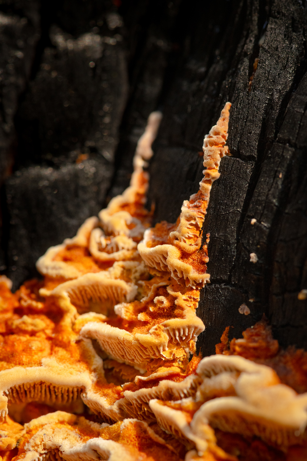 NydiaLilian_NLC9468-1-copy