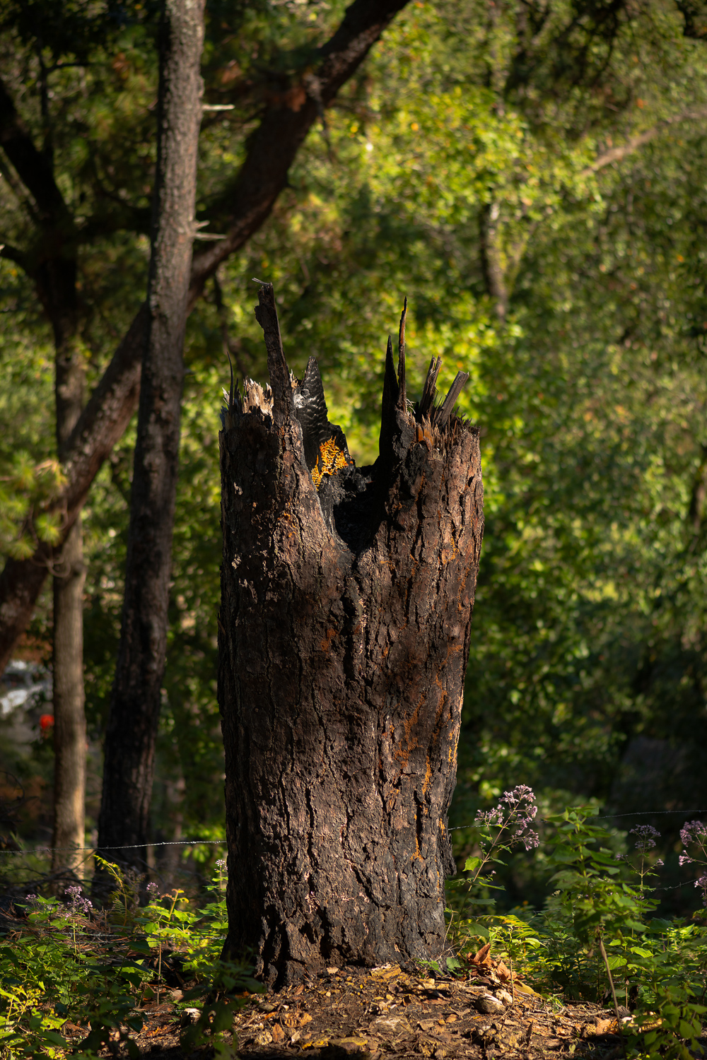 NydiaLilian_NLC9477-1-copy