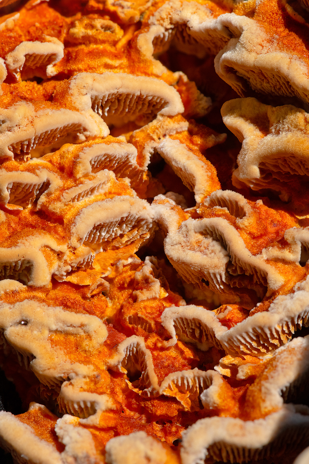 NydiaLilian_NLC9540-2-copy