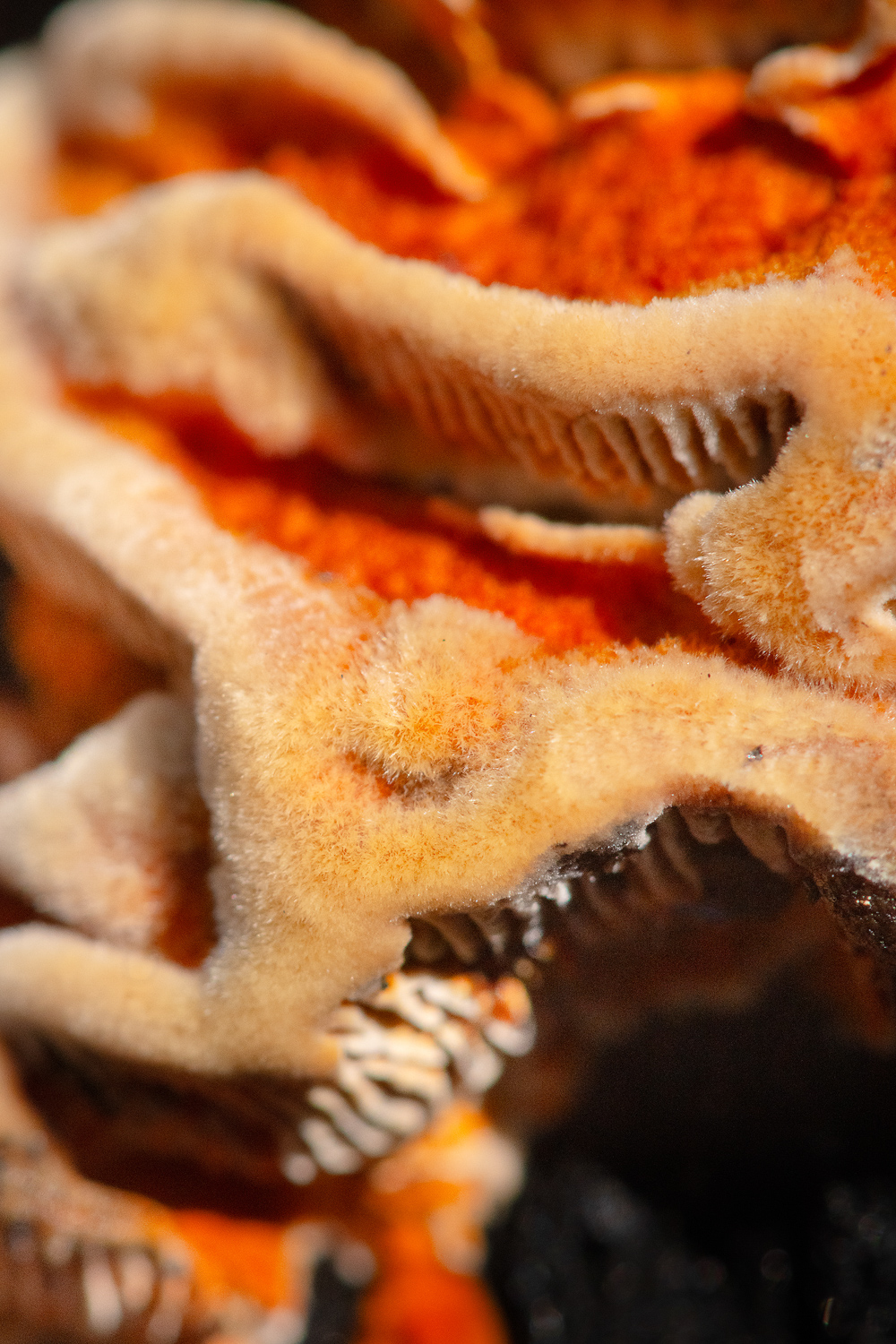 NydiaLilian_NLC9550-1-copy