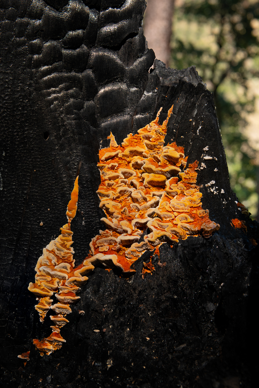 NydiaLilian_NLC9649-3-copy_2